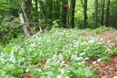 Ail_des_ours_11