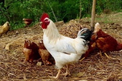 Coq Sussex et poules Rousses