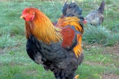 Coq Brahma