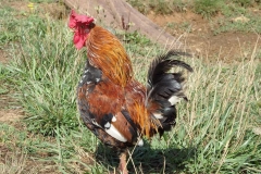 Coq gaulois