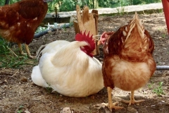 Coq Sussex et poule Rousse