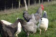 Coq Coucou des Flandres et poule Grises