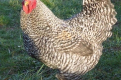 Coq Coucou des Flandres