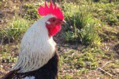 Coq type Hergnies