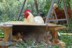 Coq Sussex et chatons