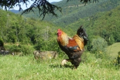 Coq Brahma
