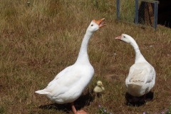 Oies avec poussin