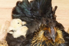 Poule naine et ses poussins