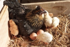 Poule naine et ses poussins