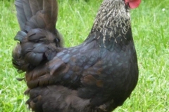 Poule noire naine