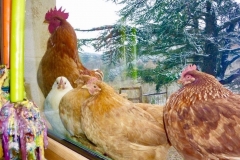 Poules Rousses à la fenêtre