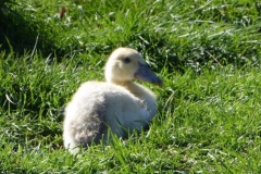 Poule-5