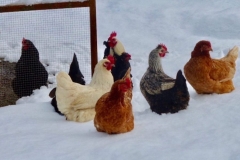 Poules dans la neige