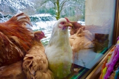 Jeunes poules Rousses et Sussex