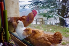 Coq Roux