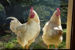 Coq et poule Sussex