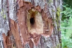 Arbre-nichoir-1