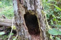 Arbre-nichoir-2