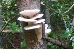 Champignon-3