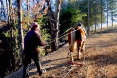 Cheval-2