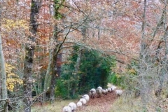 Moutons-12