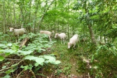 Moutons-7