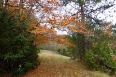 Paysage-3