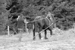 Traction-animal-2