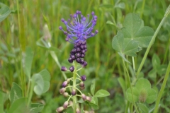 Fleurs_1