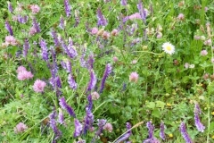 Fleurs_12