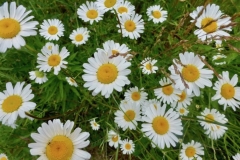 Fleurs_13
