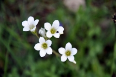 Fleurs_2