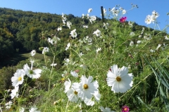 Fleurs_5