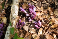 Fleurs_6