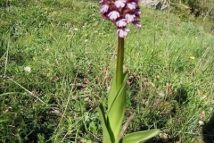 Fleurs_7