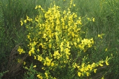 Fleurs_8