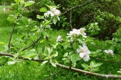 Fleurs_9