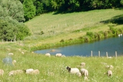 Lac_13