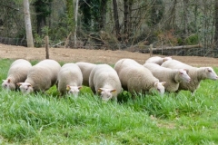Moutons_1