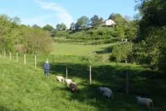 Moutons_11