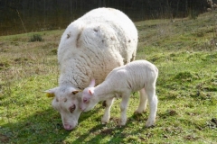 Moutons_2