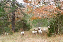 Moutons_3