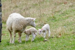 Moutons_4
