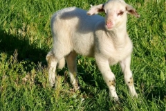 Moutons_8