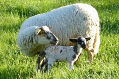 Moutons_9
