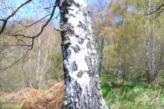 Sève_de_bouleau_3