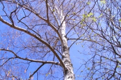 Sève_de_bouleau_4