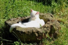 Chat dans l'abreuvoir