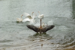 Oies en ébats sur le lac