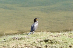 Cormoran en visite sur le lac